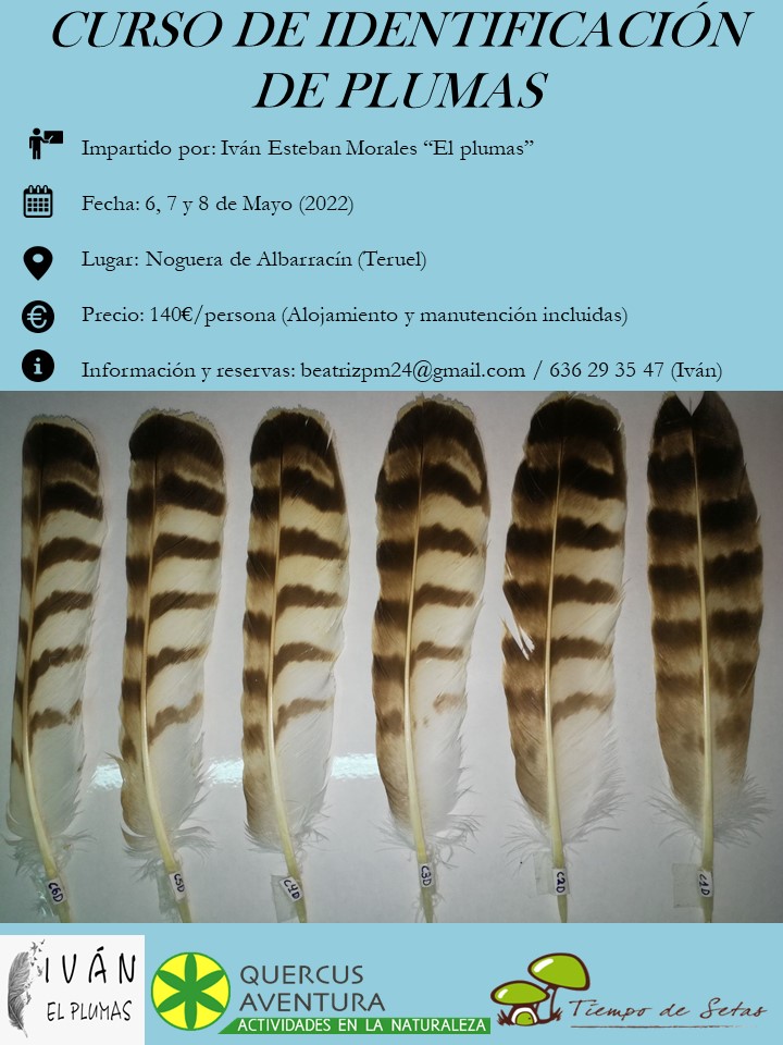 Curso de identificación de plumas