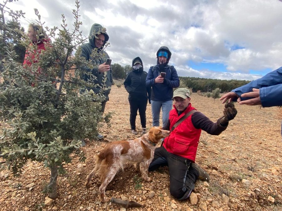 La trufa de la Sierra de Albarracín, protagonista de lujo de las jornadas “Trufas entre carrascas y sabinas”