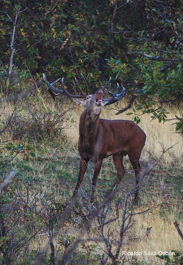 Tiempo de berrea en la Sierra de Albarracín