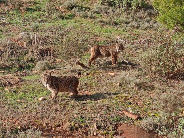 El Parque de fauna La maleza, en la Sierra de Albarracín, hogar de dos ejemplares de lince ibérico