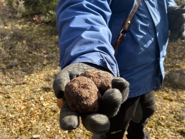 Vuelve «Trufas entre carrascas y sabinas”, experiencia de trufiturismo en la Sierra de Albarracín