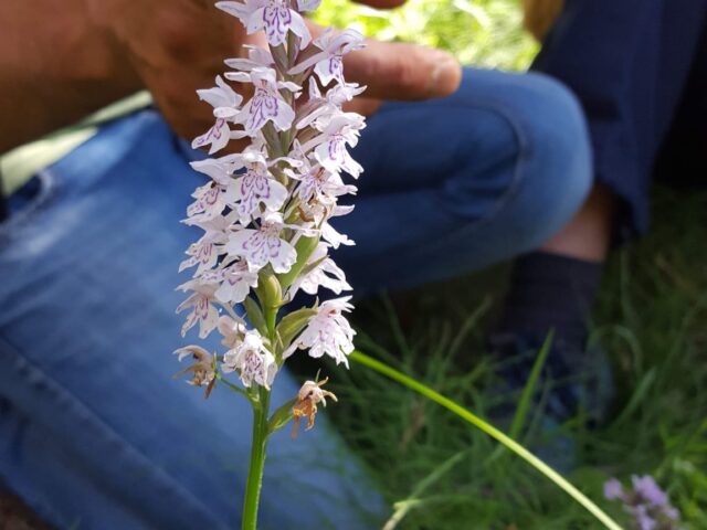 Orquídeas y biodiversidad: una cita natural en la Sierra de Albarracín