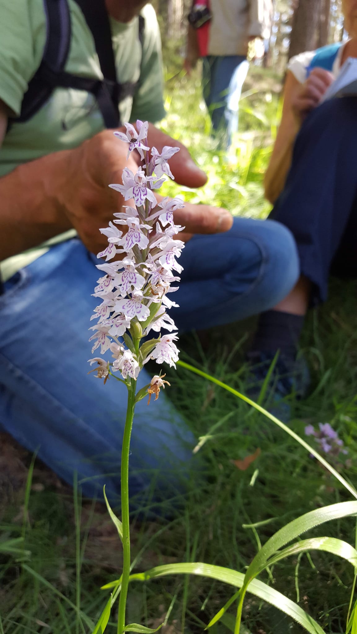 Orquídeas y biodiversidad: una cita natural en la Sierra de Albarracín