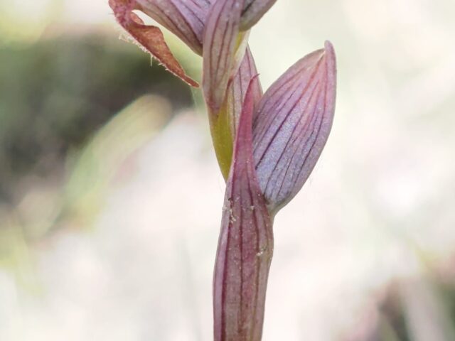 Las Jornadas de Orquídeas de la Sierra de Albarracín celebran sus diez años con el descubrimiento de una nueva especie para la provincia