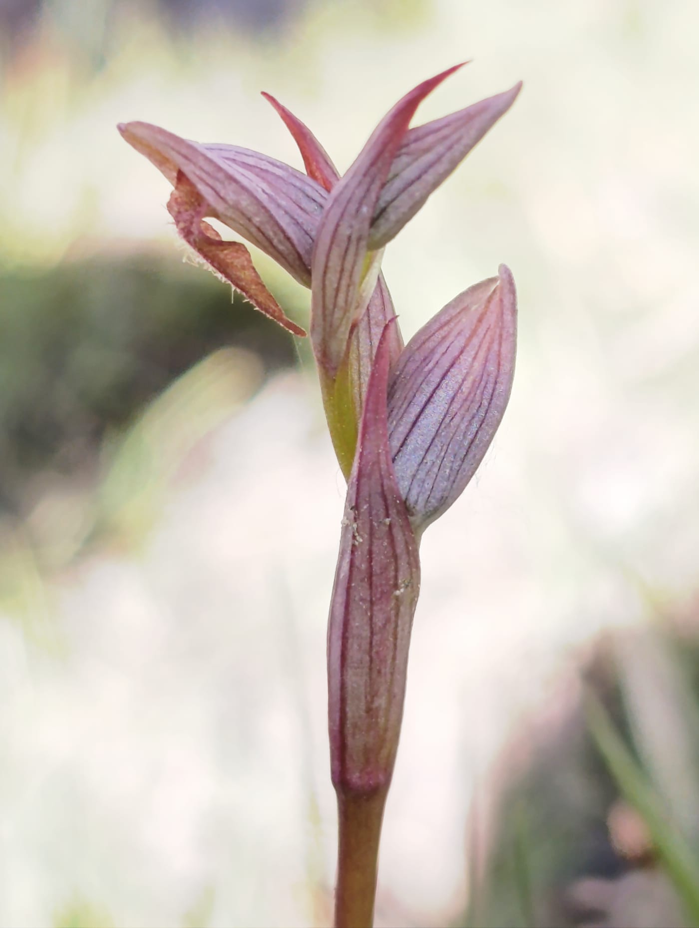 Las Jornadas de Orquídeas de la Sierra de Albarracín celebran sus diez años con el descubrimiento de una nueva especie para la provincia