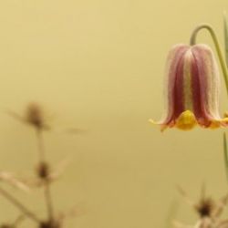 Flor