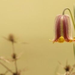 Flor