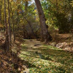 Otoño en el Río Noguera