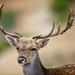 Gamo en Valtablado