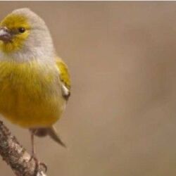 Pájaro