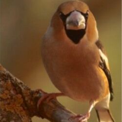 Pájaro, fauna