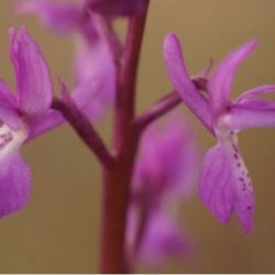 Orquídeas