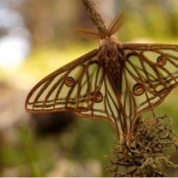 Mariposa