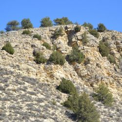 Sabinas