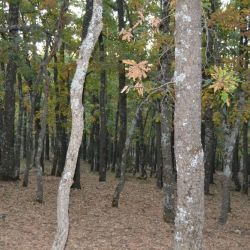 Bosque de melojos Bosque de melojos