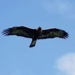 Águila real en vuelo aguila real