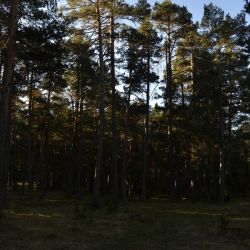 Bosque de pino silvestre Bosque de pino silvestre