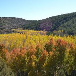 Bosque de ribera, en primer plano Álamo cano Bosque de ribera, en primer plano Álamo cano